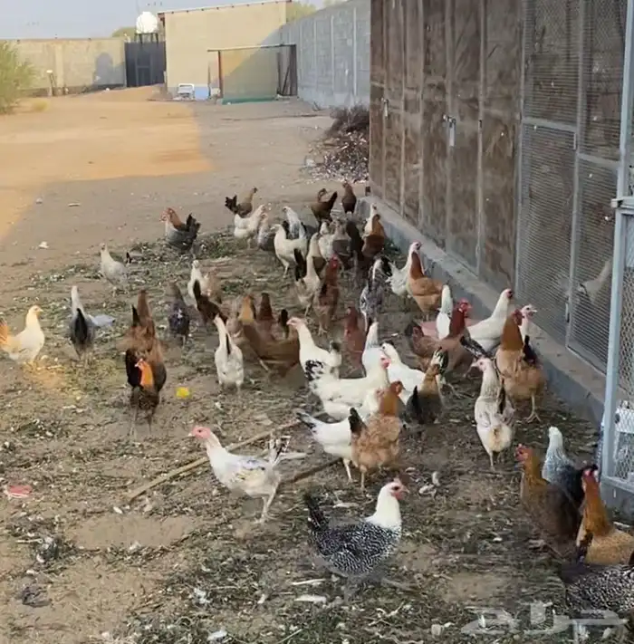 للبيع دجاج بياض بلدي و فرنسي وفيومي 0