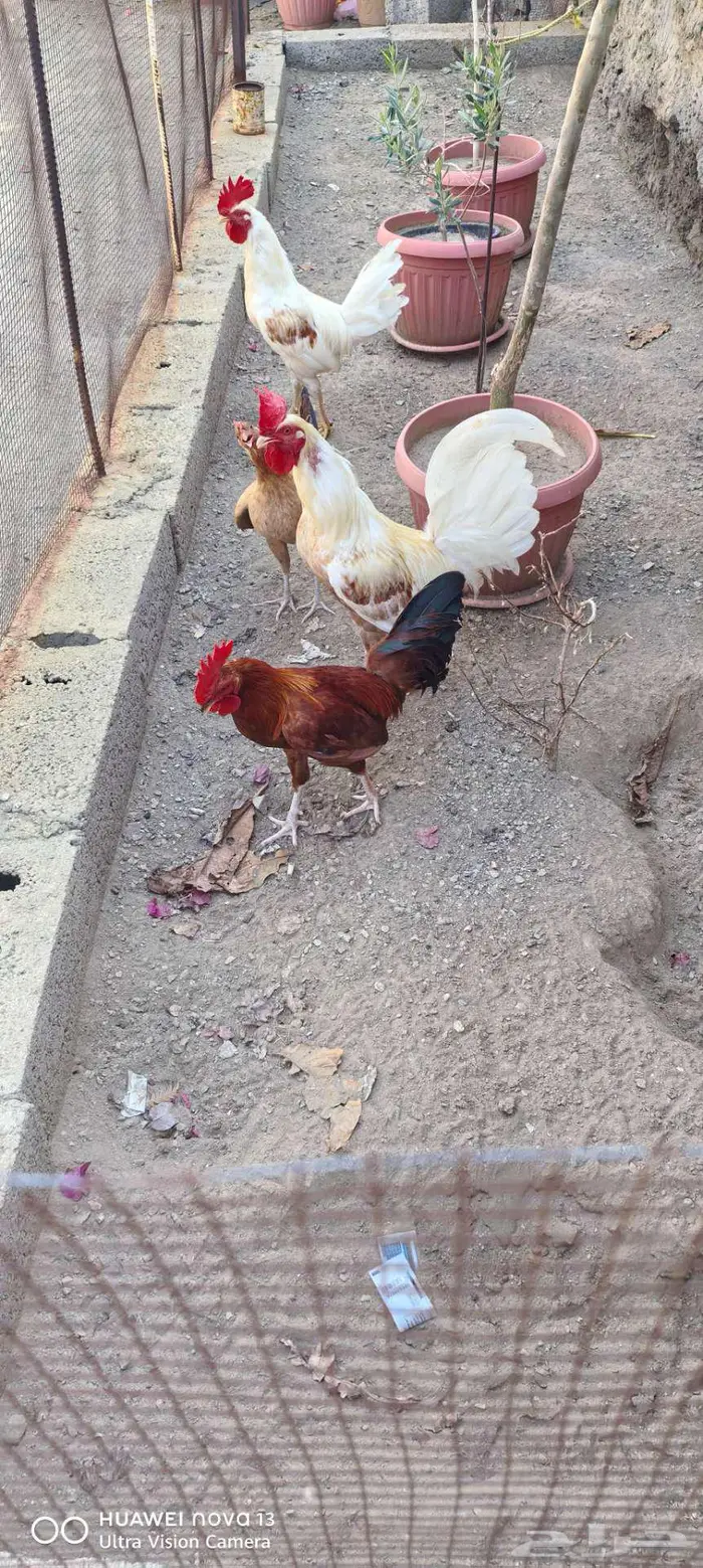 دجاج بلدي قنا والبحر 0