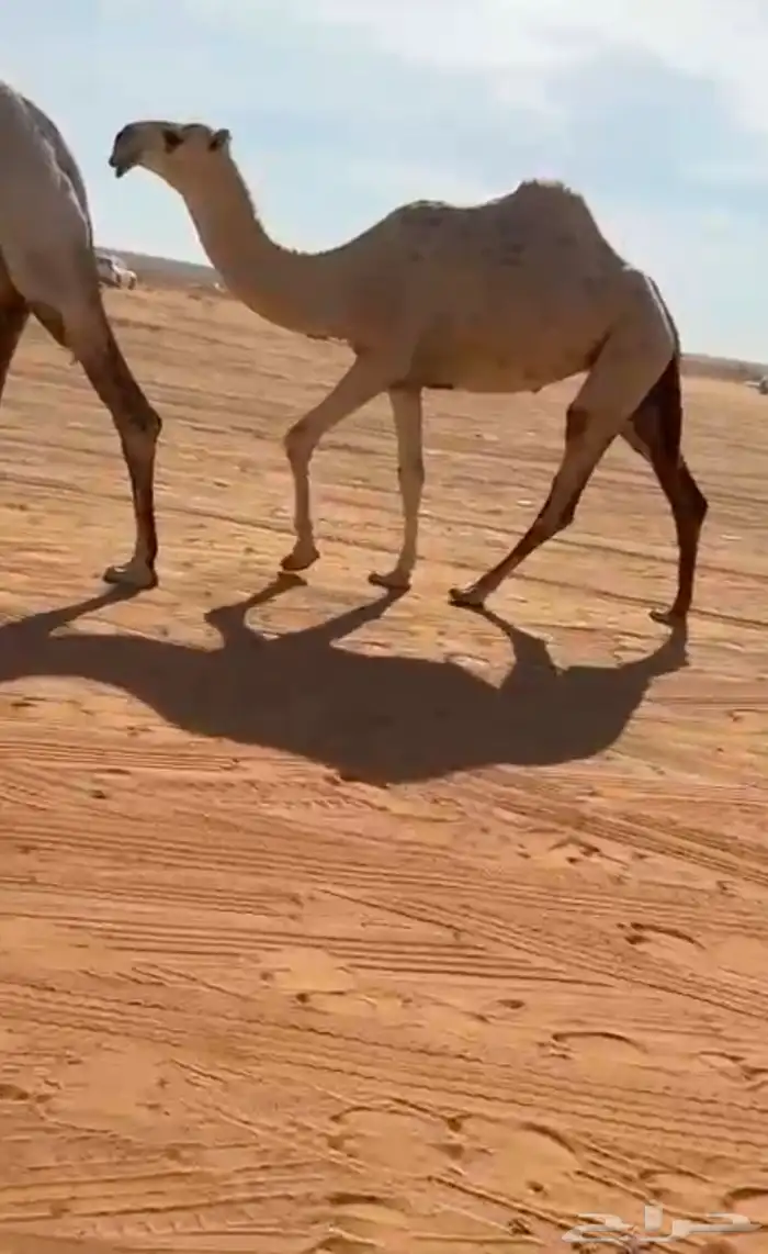 بكره لقيه 0