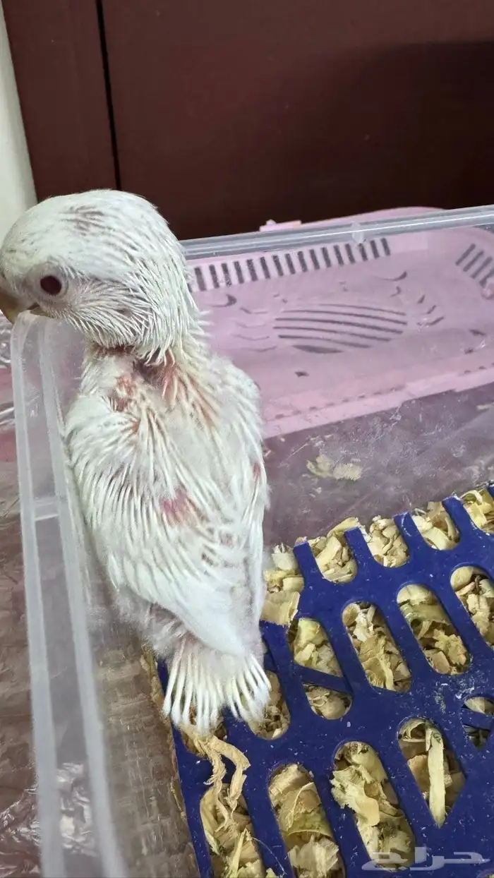 فرخ روز ألبينو تم البيع الله يبارك للمشتري 4