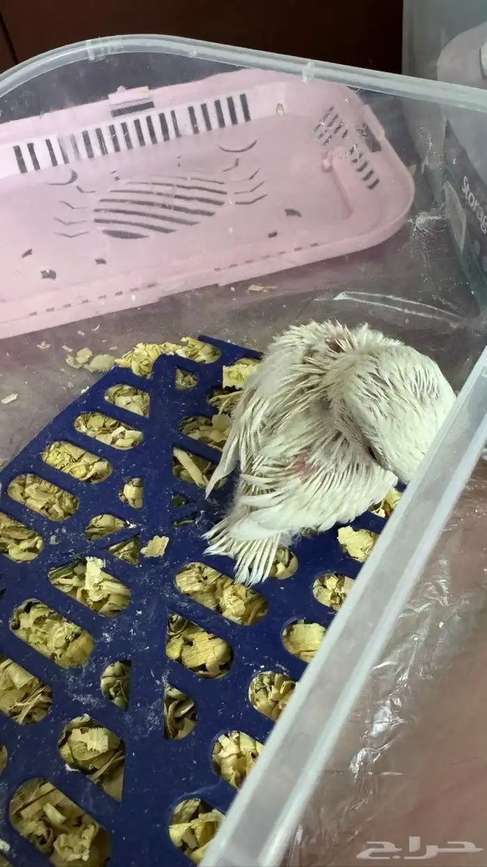 فرخ روز ألبينو تم البيع الله يبارك للمشتري 2