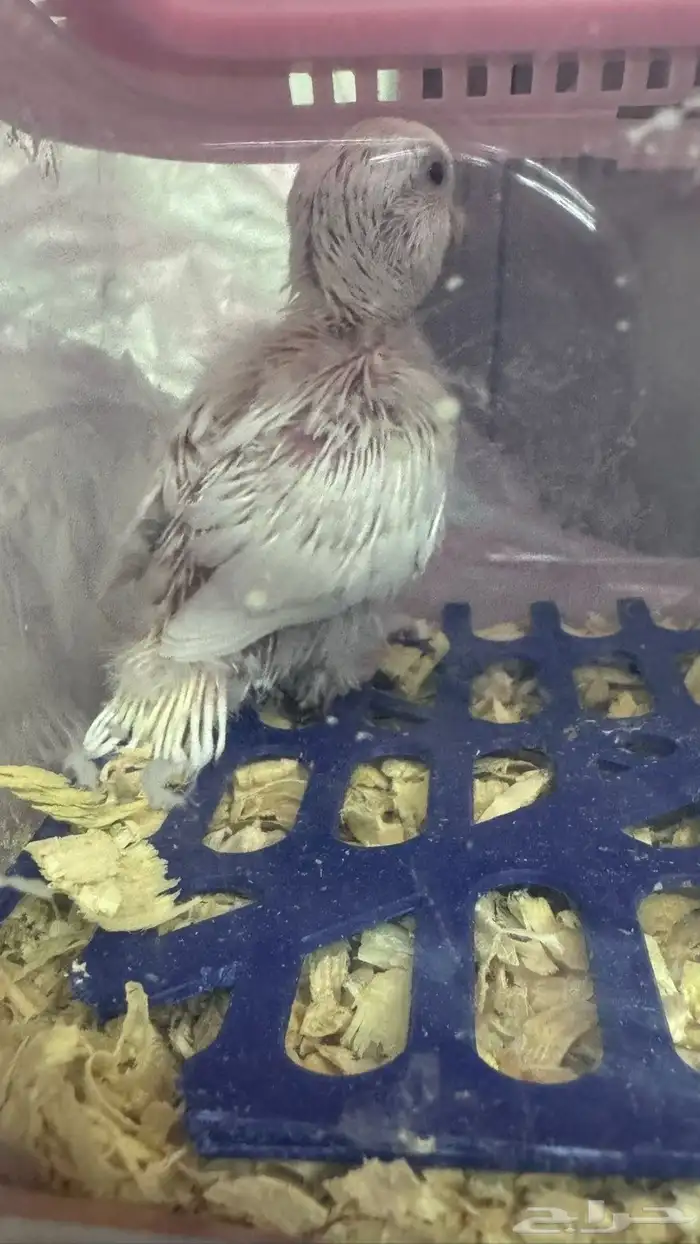 فرخ روز ألبينو تم البيع الله يبارك للمشتري 3