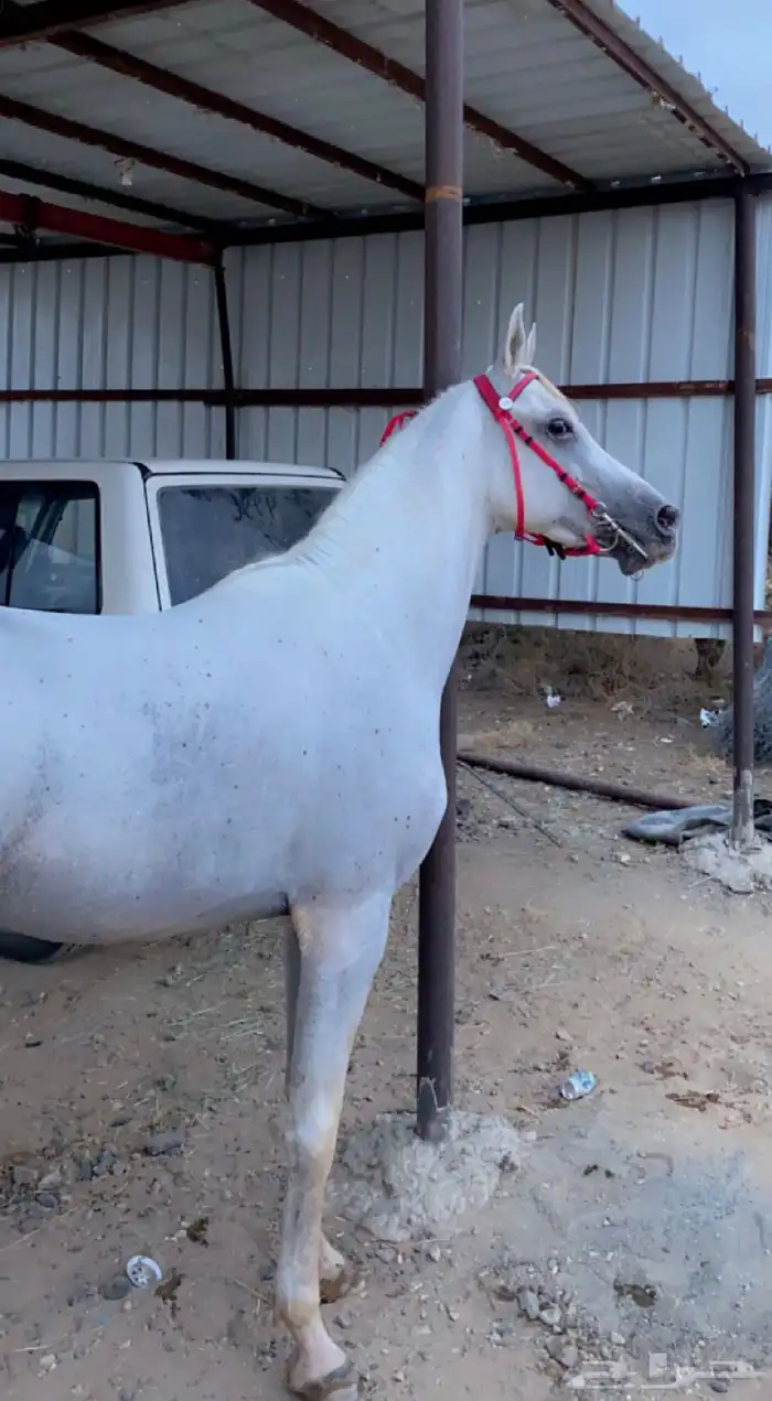 حصان واهو 18