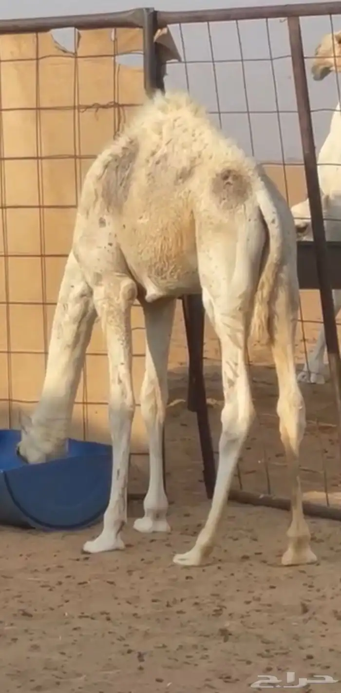 قعود للبيع الموقع وادي الدواسر 2