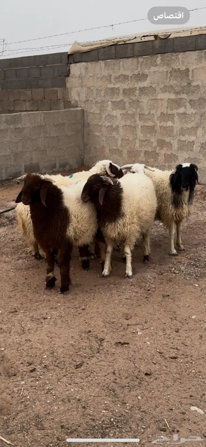 خمس خرفان نعيم 5