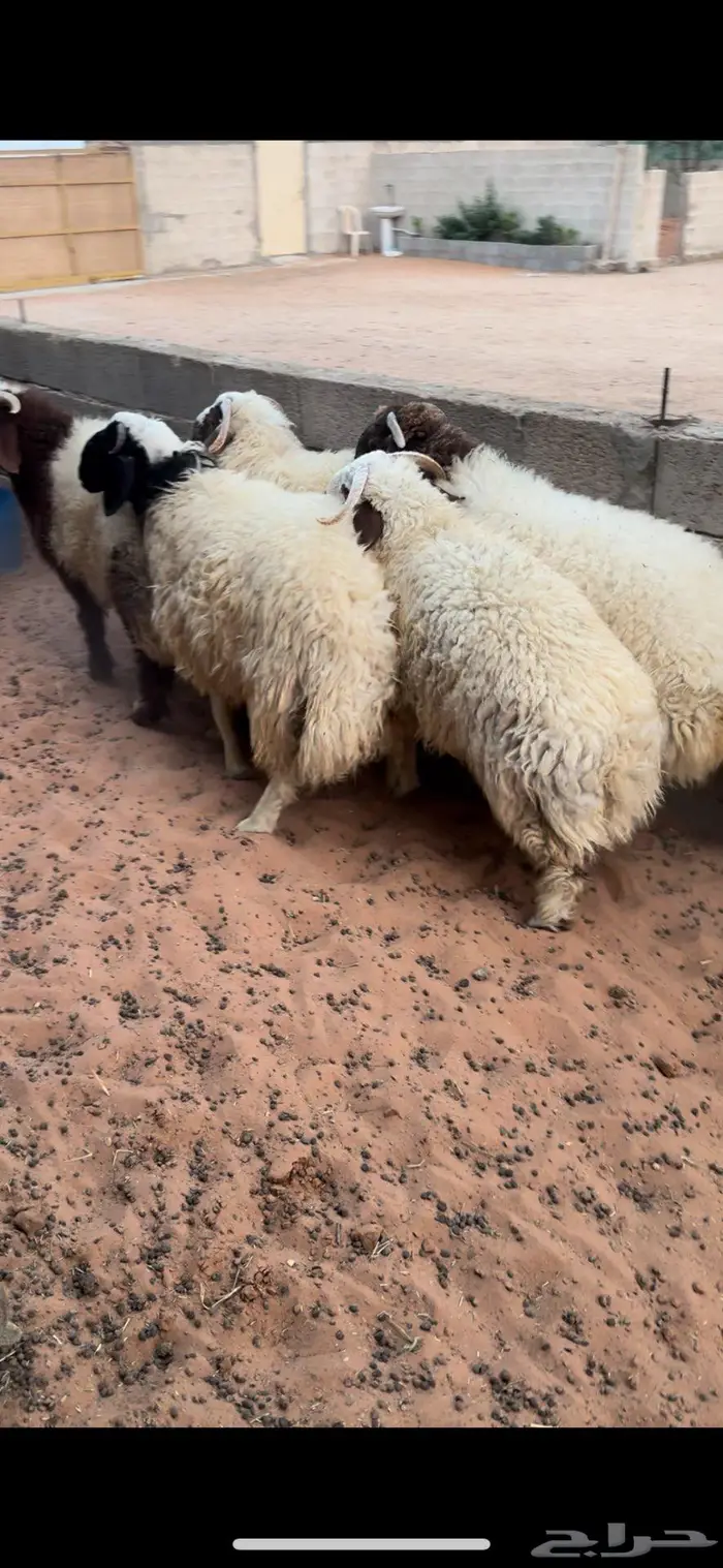 خمس خرفان نعيم 3