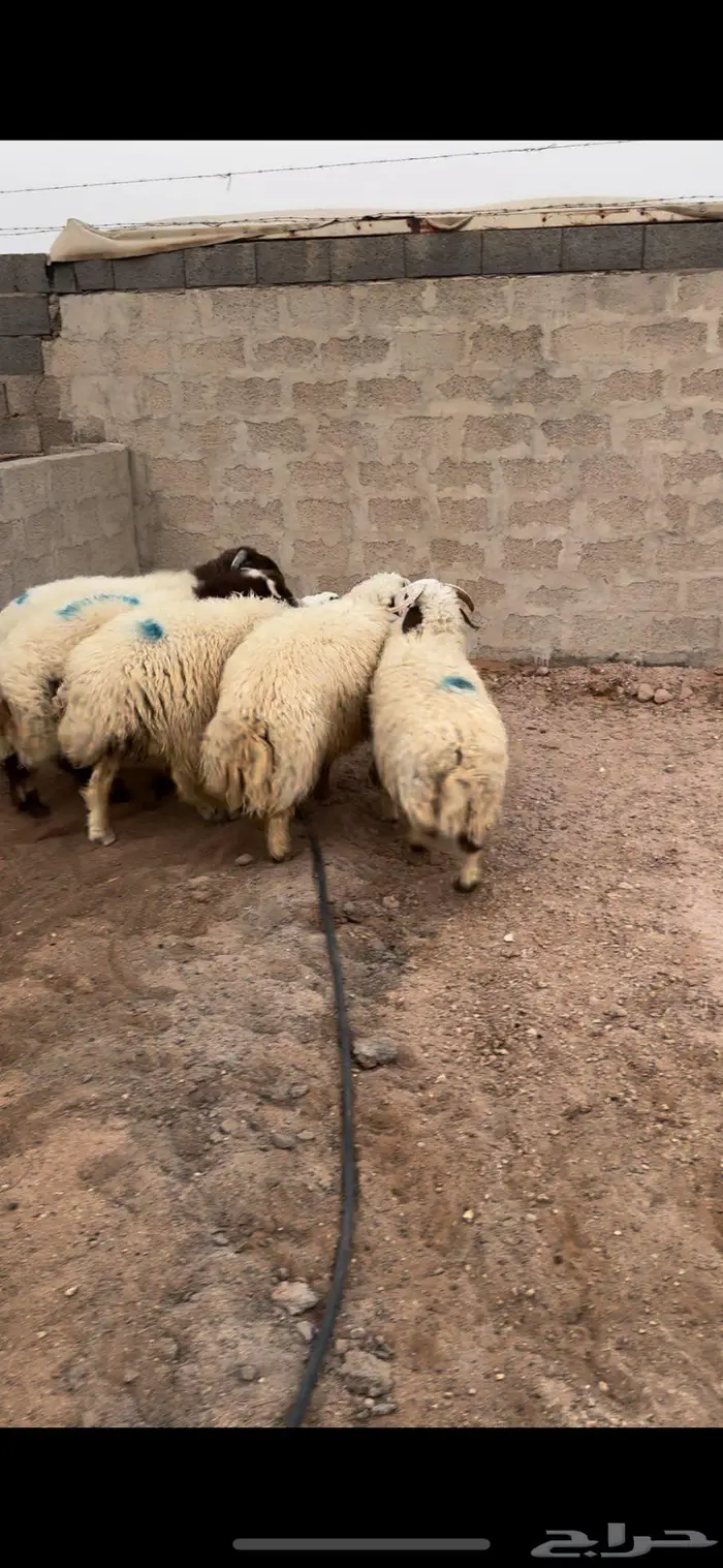 خمس خرفان نعيم 1
