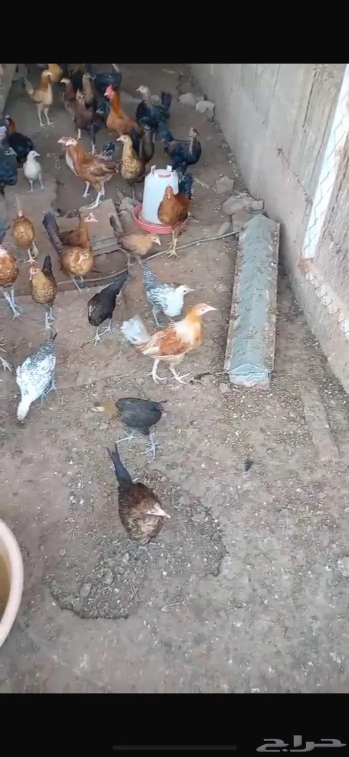 دجاج بشاير بلدي وشبابي 1