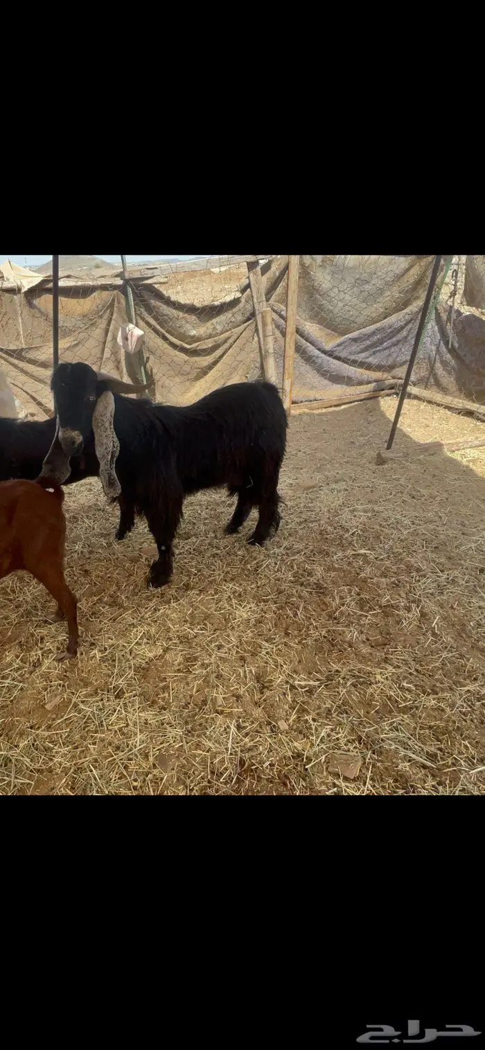 تيس عارضي فحل ثني 0