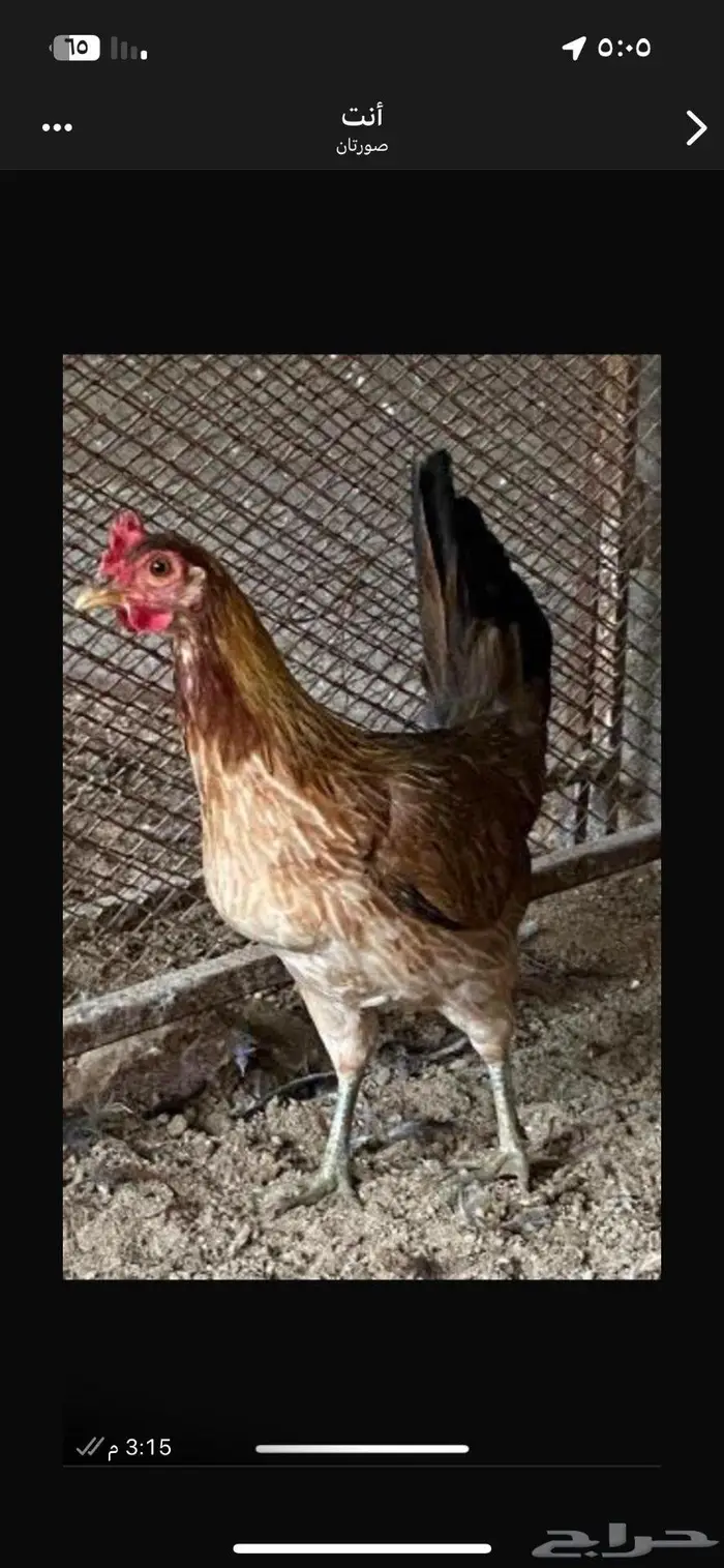 دجاجه عربيه فريه 0