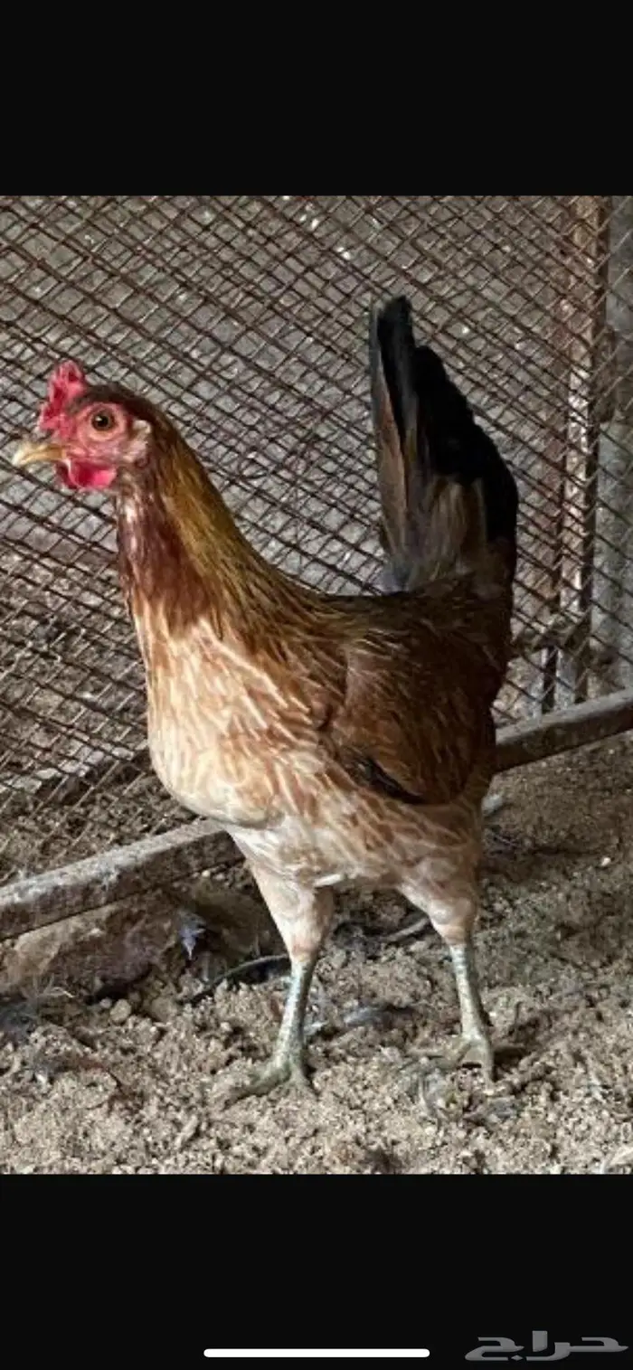 دجاجه عربيه فريه 1