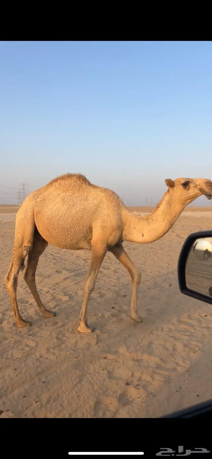 قعود 1