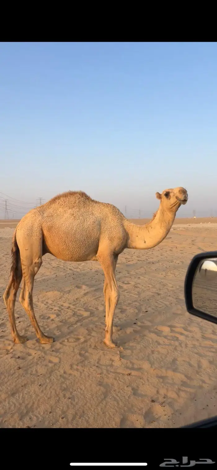 قعود 0