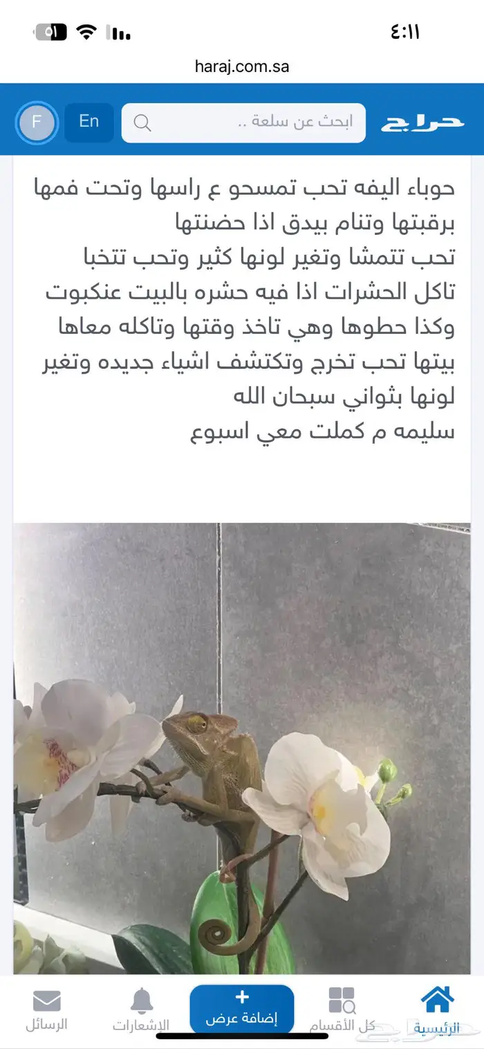 حرباء للبيع بالرياض 1