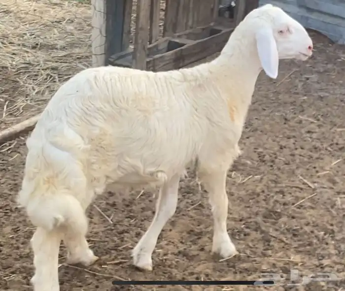 خروف حري للبيع 0