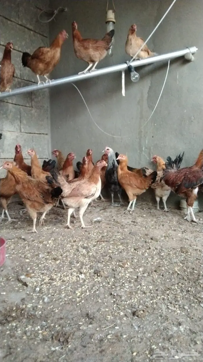 دجاج فرنسي 3