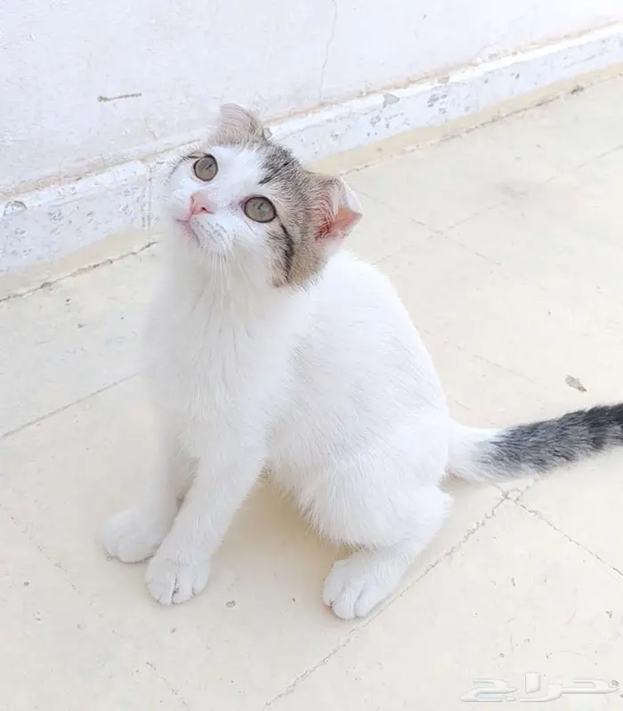 انثى كيتن سكوتش فولد للبيع 1