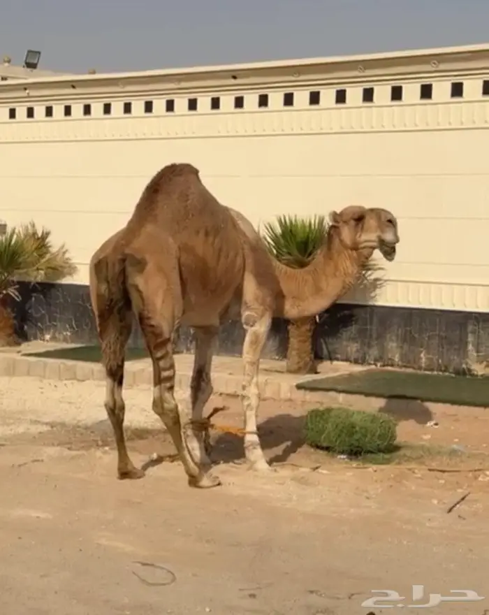 للبيع بعير كفو على سلاله سلمان الفصام 0