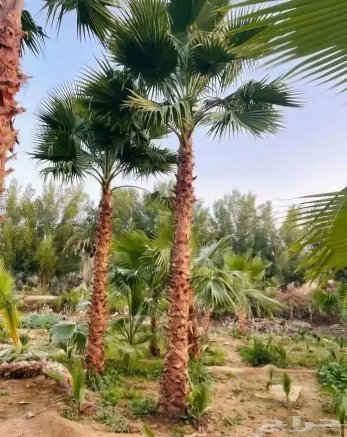 نخل وشنطني واشنطن زينه امريكي 2