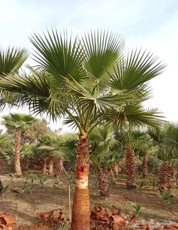 نخل وشنطني واشنطن زينه امريكي 6