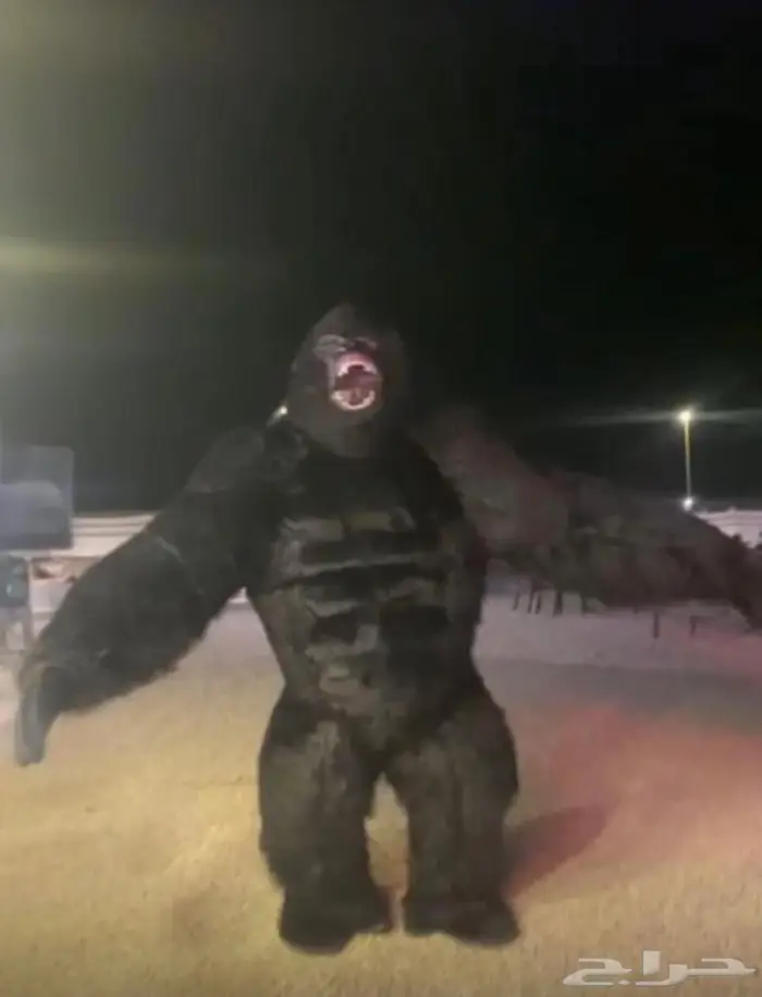 للبيع غورلا 0