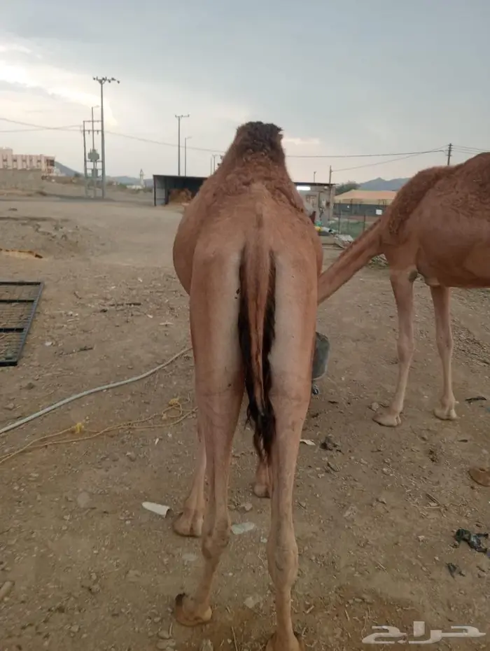 للملاحم اللي تدور على التميز.. عندنا الحل 9