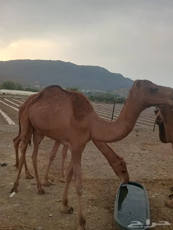 للملاحم اللي تدور على التميز.. عندنا الحل 10
