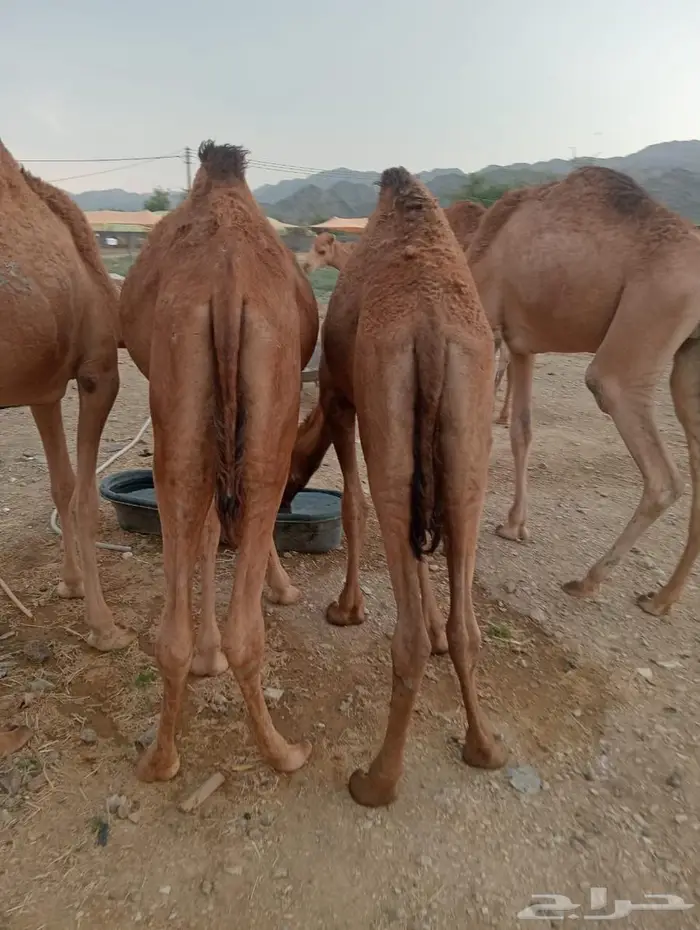 للملاحم اللي تدور على التميز.. عندنا الحل 6