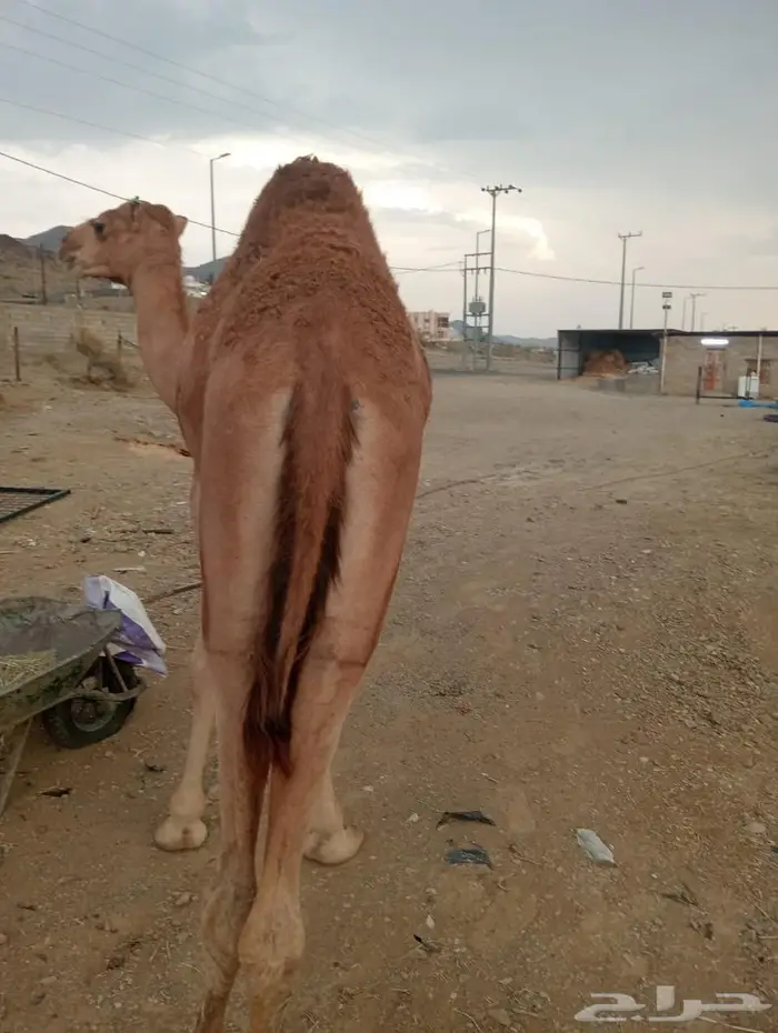 للملاحم اللي تدور على التميز.. عندنا الحل 5