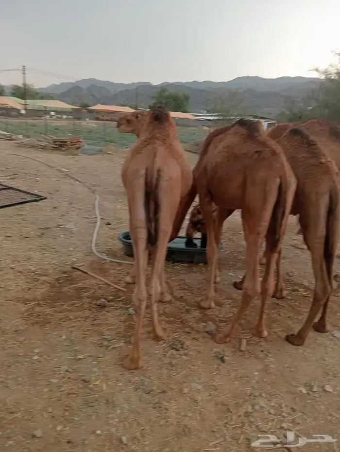 للملاحم اللي تدور على التميز.. عندنا الحل 4