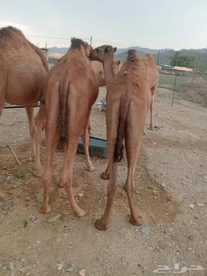 للملاحم اللي تدور على التميز.. عندنا الحل 2