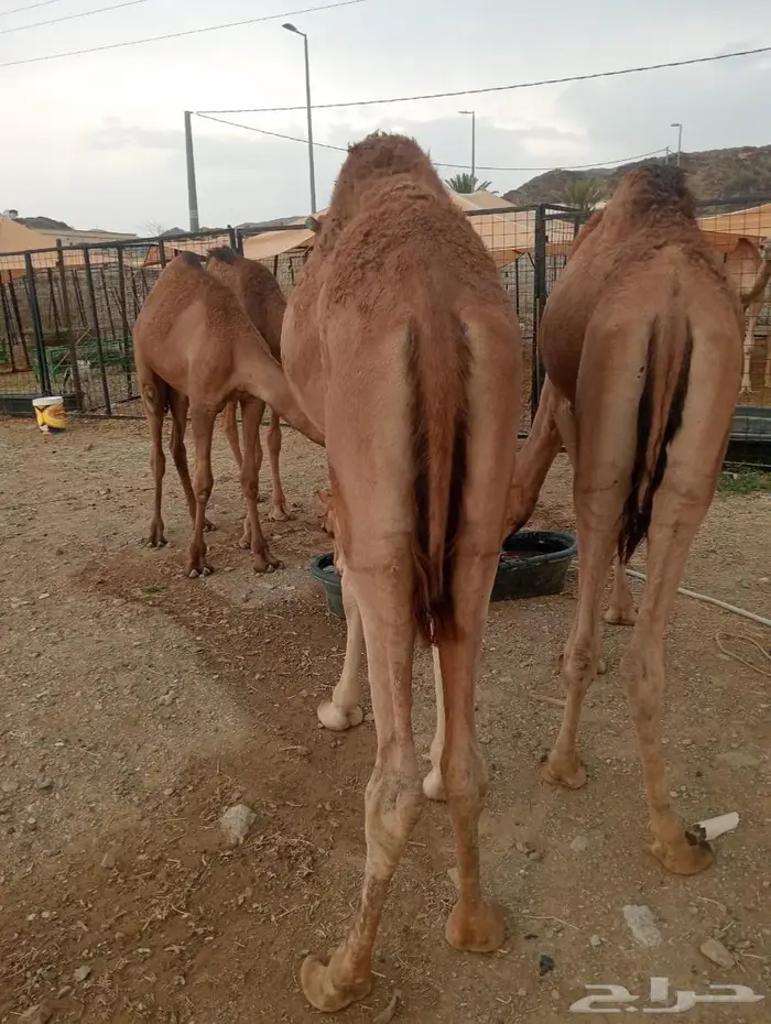 للملاحم اللي تدور على التميز.. عندنا الحل 1