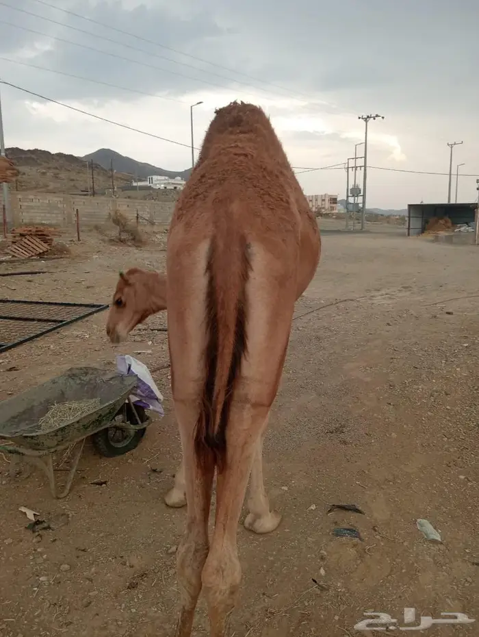 للملاحم اللي تدور على التميز.. عندنا الحل 8