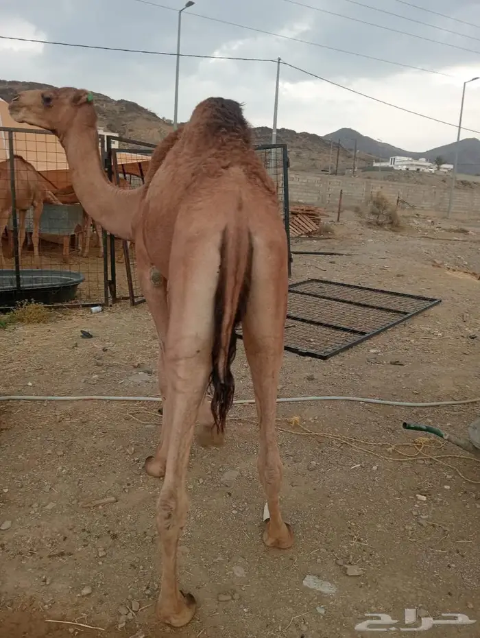 للملاحم اللي تدور على التميز.. عندنا الحل 7