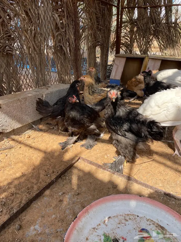 دجاج براهما 0