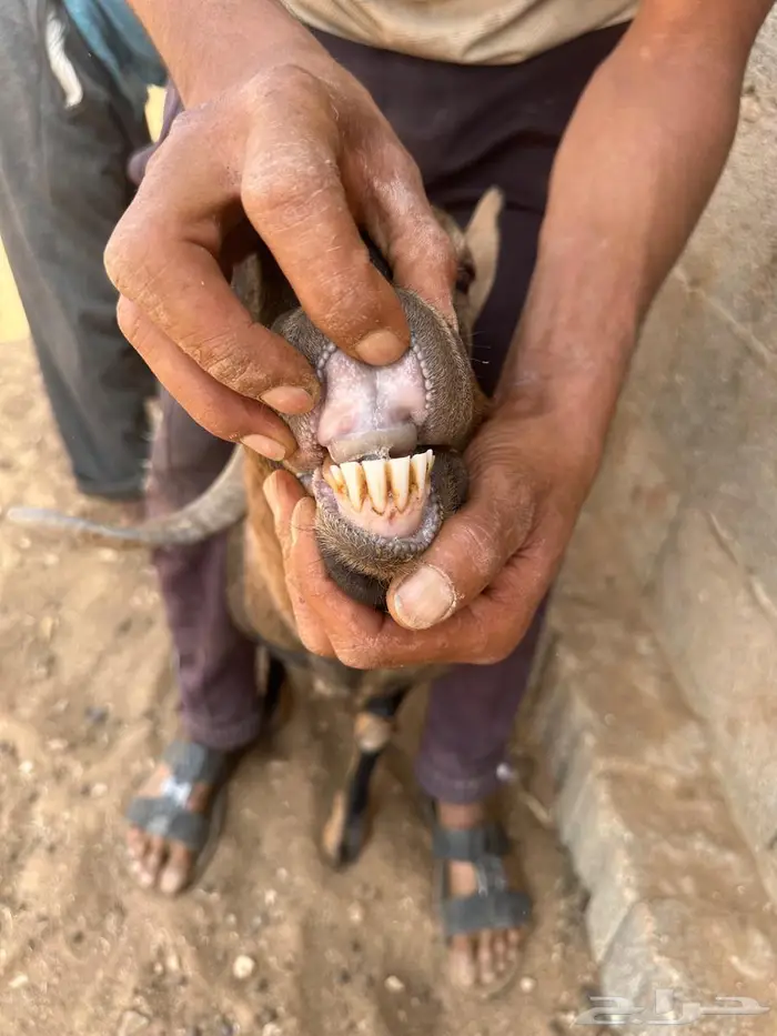 فحول منتجه ولد ولد وعل 1