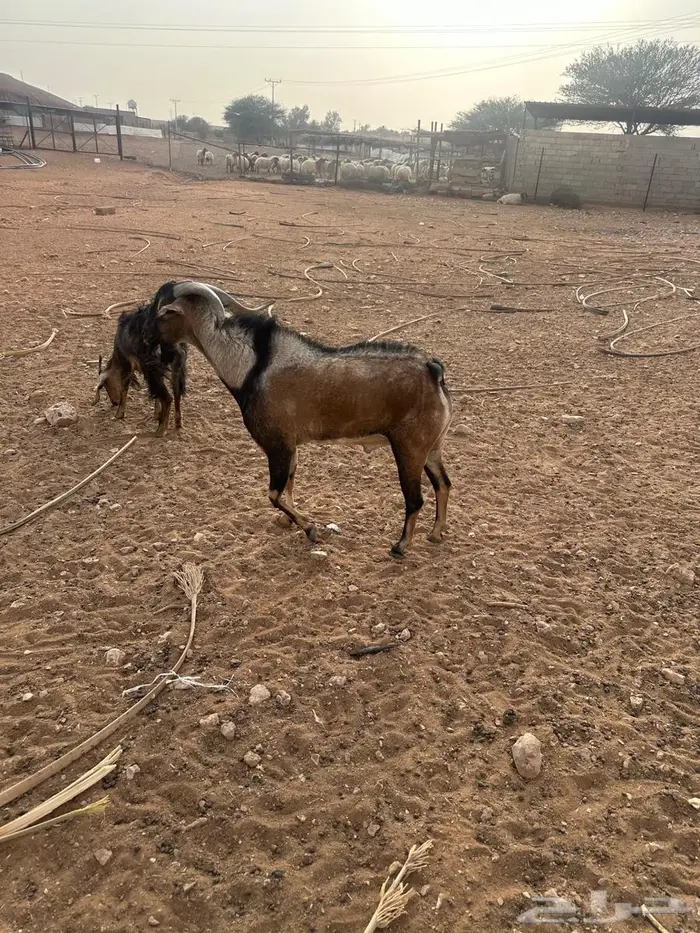فحول منتجه ولد ولد وعل 3