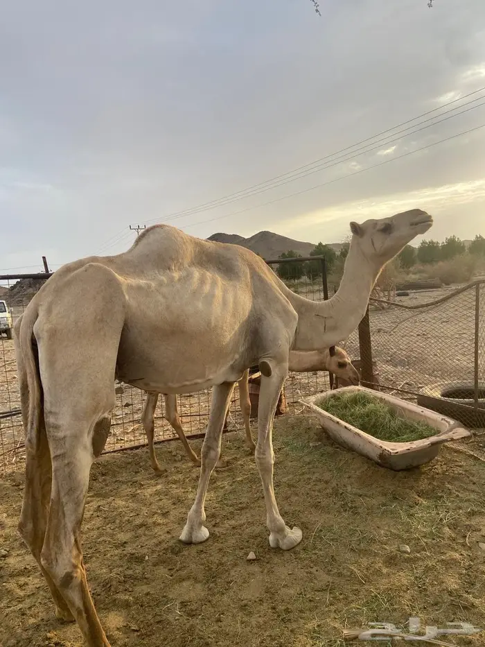ناقه عمانية 0