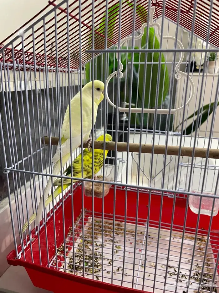 طيور للبيع 1