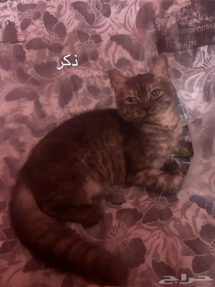 حلي كدرة 0