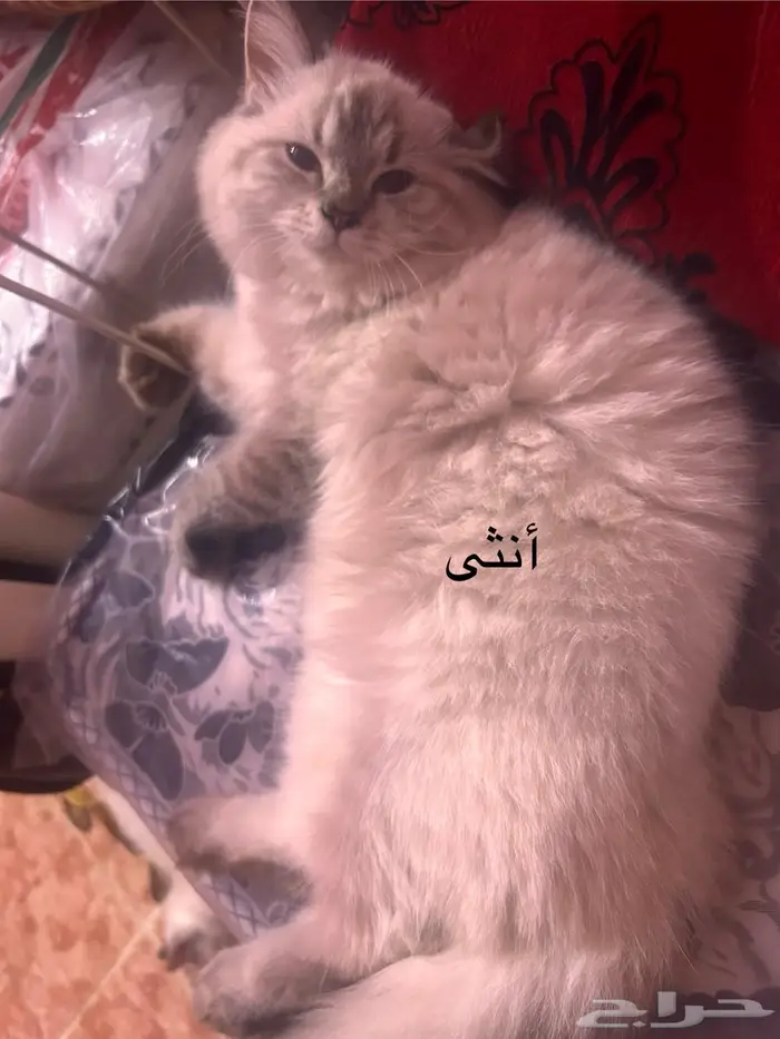 حلي كدرة 4