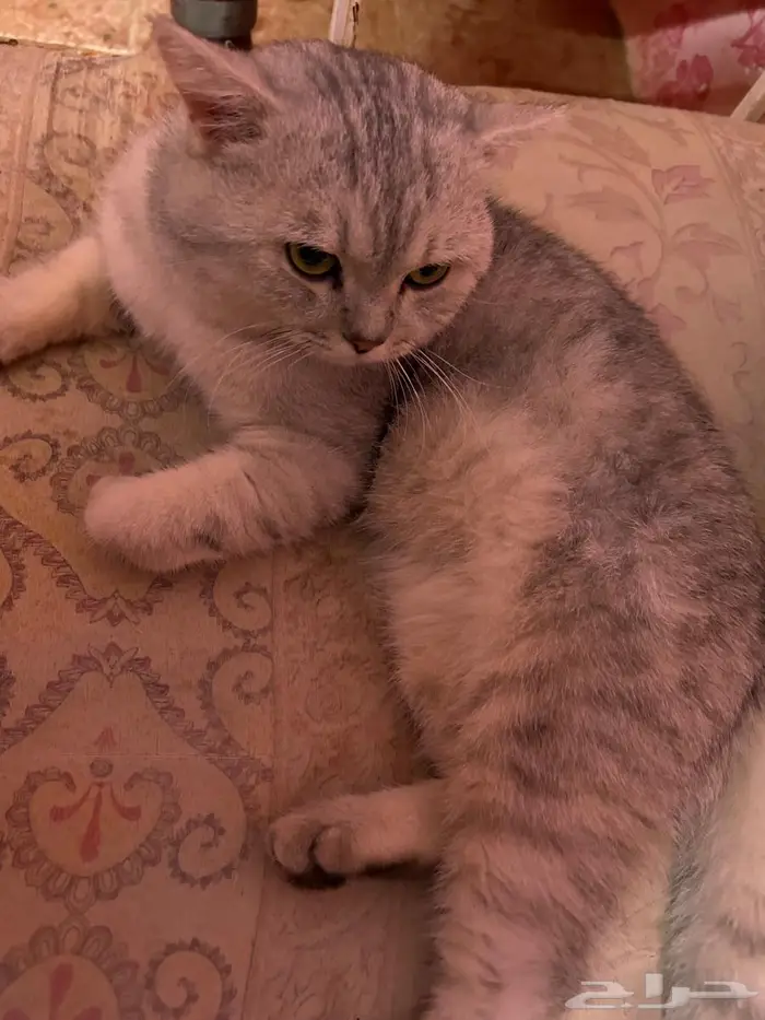 حلي كدرة 6