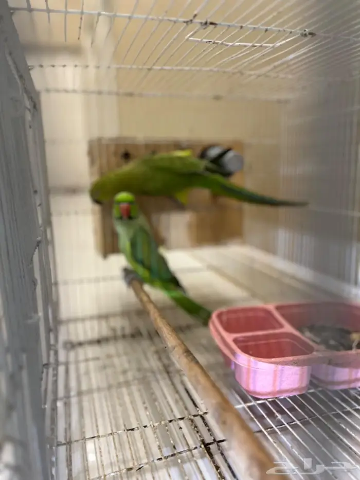 زوج من طيور الدره طائر الدره 0