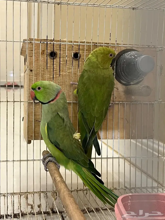 زوج من طيور الدره طائر الدره 2