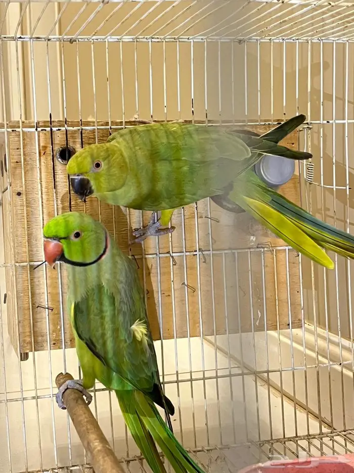 زوج من طيور الدره طائر الدره 3