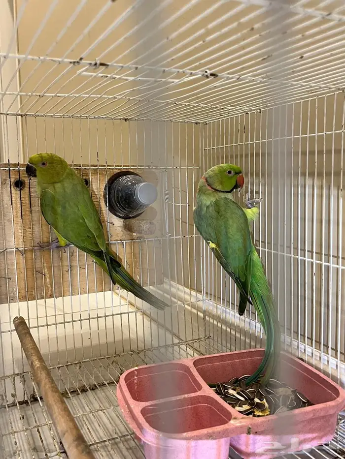 زوج من طيور الدره طائر الدره 4