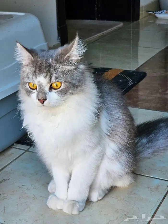 Two Male Luxury Breed Cats (Himalayan   British Longhair) 6