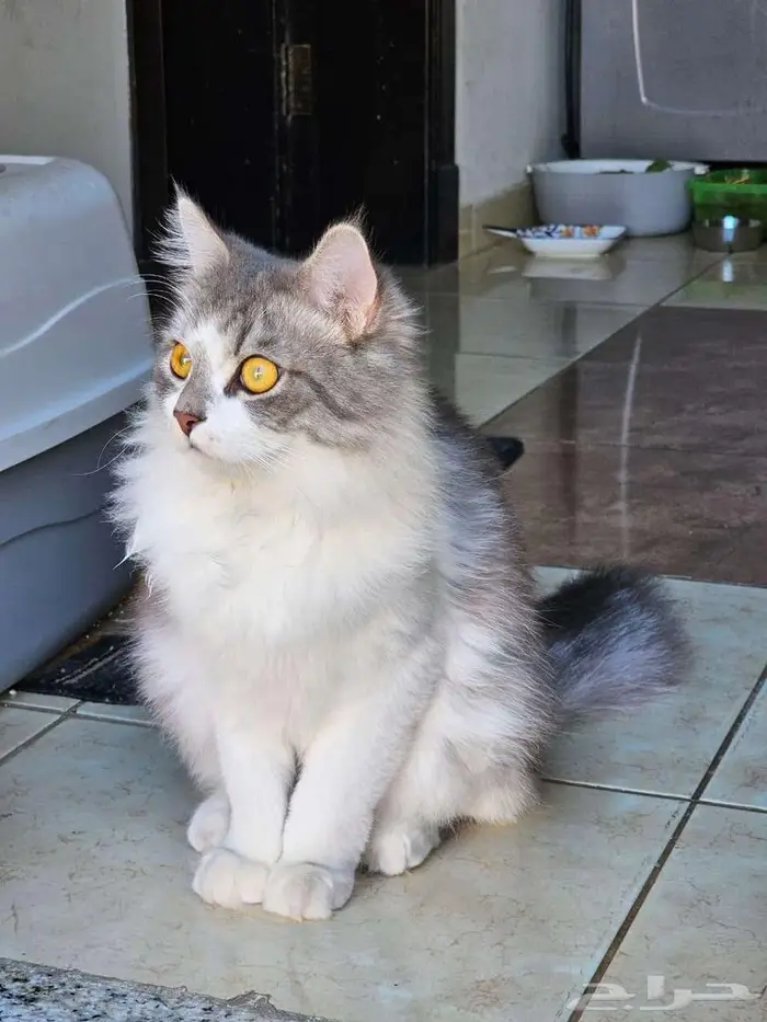 Two Male Luxury Breed Cats (Himalayan   British Longhair) 5