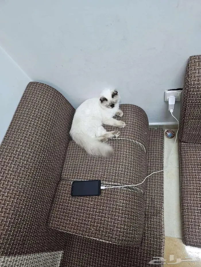 Two Male Luxury Breed Cats (Himalayan   British Longhair) 4