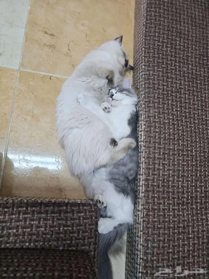 Two Male Luxury Breed Cats (Himalayan   British Longhair) 7
